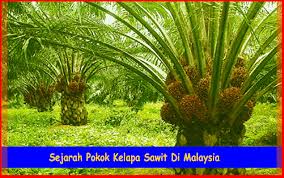 Sitnoolo Blogspot Com Tips Tanaman Mengetahui Sejarah Pokok Kelapa Sawit Di Malaysia Sitnoolo Blogspot Com