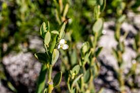 Image result for Montinia