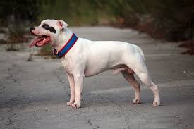 Le staffordshire bull terrier est très musclé et remarquablement agile. Staffordshire Bull Terrier Origins Characteristics And Personality Dogalize