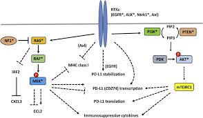 Check out ta' bueno ya (album version) by albita on amazon music. Oncogenic Signaling Pathways Associated With Immune Evasion And Resistance To Immune Checkpoint Inhibitors In Cancer Sciencedirect