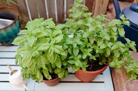 A mint will fill either a 6 inch or 20 inch pot in time. 5 Great Herbs To Grow In Pots
