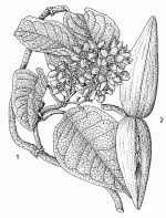Image result for Mondia ecornuta