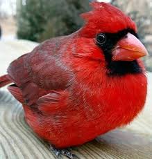 Bird That Sounds Like A Car Alarm Canada Pin On For The Birds 3