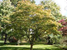 Maybe you would like to learn more about one of these? Acer Palmatum Japanese Maple Green Leaf Japanese Maple Plantinfo
