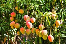 Resultado de imagen para MANGO
