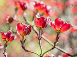 A sweet preserve of rose petals called gulkand is common in the indian subcontinent. Red Dogwood Tree Flowers In Blossom Stock Photo Picture And Royalty Free Image Image 78033295