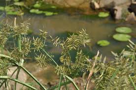 Image result for Pycreus niger