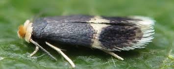 Image result for Stigmella confusella