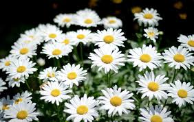 No hay necesidad de … Planta Liliacea De Jardin De Flores Blancas Y Hermosas