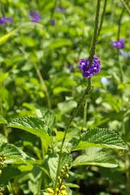 Image result for Stachytarpheta jamaicensis