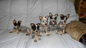 Blue Heeler Border Collie Mix Puppies For Sale In Corsicana Texas Classified Americanlisted Com
