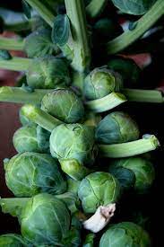 Growing Brussels Sprouts Bonnie Plants Harvesting Brussel Sprouts Growing Vegetables Sprouts