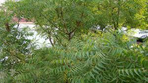 Maybe you would like to learn more about one of these? Health Benefits And Uses Of Neem Neem Oil And Neem Leaves Hubpages