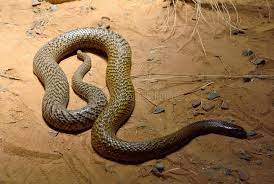 Inland Taipan Oxyuranus Microlepidotus Royalty Free Stock Photography Inland Taipan Snake Australian Wildlife
