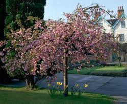Start pruning the weeping cherry tree by trimming back the tips of any branches that touch the ground. Flowering Cherry Trees Grow An Ornamental Cherry Blossom Tree Garden Design