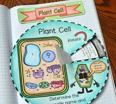 For instance, plants simply cannot walk around and catch food as animals do, they release oxygen instead of carbon. Animal And Plant Cell Wheel Foldable Bundle Plant Cell Foldable Plant Cell Activity Plant Cell