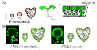 Position of nucleus in plant cell. Location Is Everything For Plant Cell Differentiation