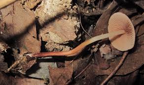 Image result for Marasmius opacus