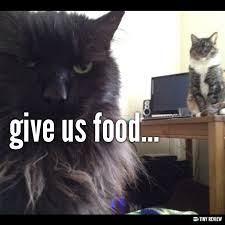 Give Us Food Cute Animals Cats Cat Quotes