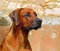 Sickeningly sweet enough, but not quite right for your pup? 70 Indian And Hindu Dog Names Great Names For Your Pooch