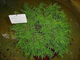 Image result for Pogonatherum paniceum