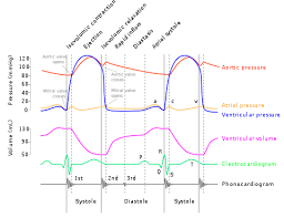 cardiac cycle wikipedia