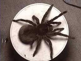 While typically encountered outdoors, they can grow fond of mailboxes. Science Lesson Interview A Spider Education World