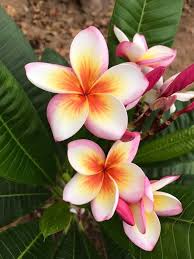 Hawaiian tropical plant nursery, llc. Pin On Plumerias