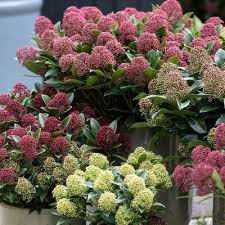 Image result for Thesium reekmansii