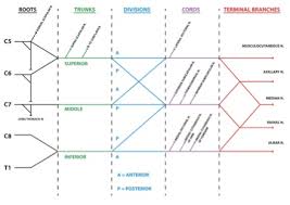 Content may be subject to traindications to the use of a subclavian or axillary artery. Special Anatomical Regions Advanced Anatomy 2nd Ed