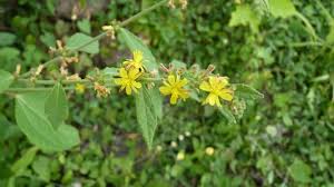 Image result for Triumfetta tomentosa