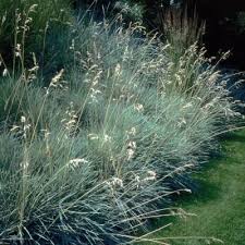 Helictotrichon Sempervirens Graminee Dont Le Port Est Arrondie Ouvert Et Elegant Feuilles Glauques 6 Mm De Large Et 50 60 Cm De Graminees Jardins Feuillage