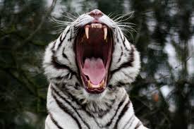 Check spelling or type a new query. White Tiger Wallpaper 1600x1067 Id 53432 Wallpapervortex Com