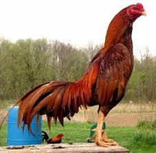 8 Jenis Ayam Bangkok Terbaik Berdasarkan Warna