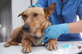 They're Not Like This at Home! 5 Reasons Why Your Pet is Scared at the Vet | UrgentVet