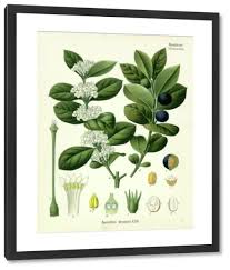 Image result for Acokanthera schimperi