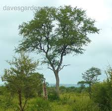 Image result for Combretum imberbe