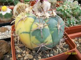 Our area code lookup makes it easy to find area codes in texas. On Line Guide To The Positive Identification Of Members Of The Cactus Family