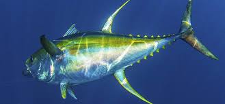 Tuna has a more mild, less fishy taste while salmon is generally more rich, juicy and tender. Yellowfin Tuna Fishing Pro Exclusive Punta Cana