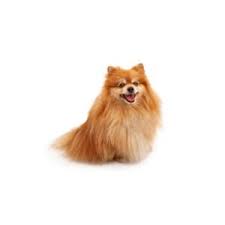 Why buy a puppy for sale if you can adopt and save a life? Pomeranian Puppies Petland Chicago Ridge
