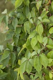Although they are pretty, virginia creeper and wisteria can be harmful if they are chewed or swallowed. Virginia Creeper