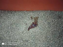 Keep your cat comfortable, with access to a clean litter box and fresh water. My 2 Month Old Kitten Has Been Having Diarrhea For The Last 4 Days Hence We Immediately Got His Vaccination And Deworming Done He Petcoach