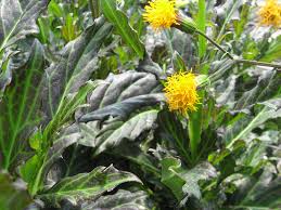 Image result for Gynura scandens