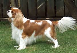 Cavalier King Charles Spaniel Karsiyaka Life Dergisi Cavalier King Charles Dog King Charles Dog Cavalier King Spaniel