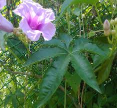 Image result for Ipomoea involucrata