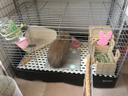 たれみみ日和