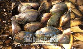 Ikan ini masih satu kerabat dengang ikan lele (bangsa siluriformes) yang menjadikan ikan ini sekerabat dengan ikan lele adalah adanya sungut dan pati di mulutnya. Mengenal Kijing Kerang Air Tawar Spesies Pilsbryoconcha Exilis Biota Dunia Perairan