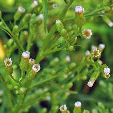 Image result for Erigeron canadensis