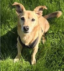 Found a dog named Kash in Mill Ridge