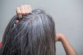 New research shows that hair turns gray as a result of a chemical chain reaction that causes hair to bleach itself from the inside out. Why Do I Have Gray Hair